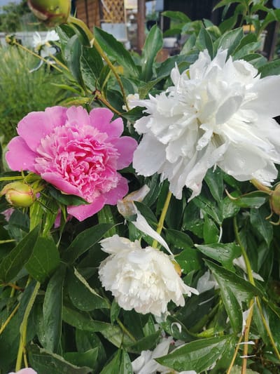 The image is a close-up, eye-level shot of a peony bush in bloom, with water droplets on the petals and leaves, indicating recent rain. In the foreground, a vibrant pink peony is prominently displayed, its ruffled petals catching the light. To its right, a large white peony, also adorned with water droplets, is in full bloom. Below these, a smaller white peony is visible. A green peony bud sits to the left of the pink flower, suggesting the bush is in the midst of its flowering season. The background is a blur of green foliage and hints of a wooden structure and garden fencing, consistent with a garden setting in Novaya Prismara, Russia. The overall lighting suggests an overcast or post-rain day, with soft, diffused light. There are no people or animals visible in the image.