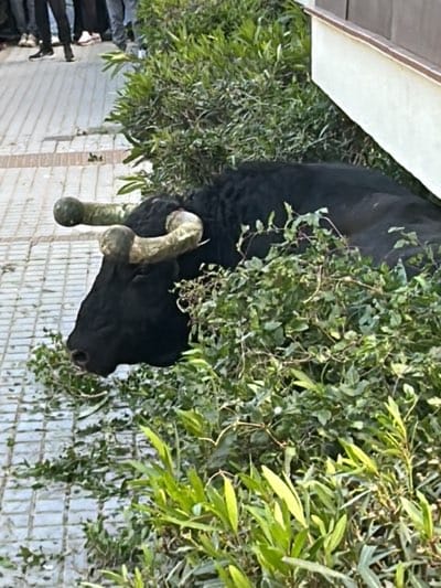 A black bull with large, pale horns is lying down, nestled among leafy bushes adjacent to a paved walkway in what appears to be a public area. The bull is partially obscured by the foliage. The setting is Vejer de la Frontera, Spain. Some people's legs are visible in the background near the walkway. A building is on the right of the bull.
