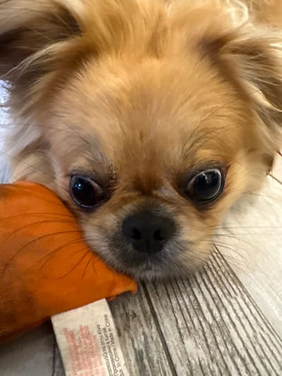 In Kosharitsa, Bulgaria, a close-up, eye-level shot captures a small, long-haired canine, likely a Chihuahua or similar toy breed. The dog, predominantly golden-brown with lighter fur accents, rests its head on an orange fabric pet toy. Its large, dark eyes are fixed forward, and its dark, moist nose is prominent. A white label from the toy is visible beneath the dog's chin, displaying "Made in China" among other text. The dog and toy are situated on a light-colored floor with visible wood grain patterns, indicating an indoor domestic setting.