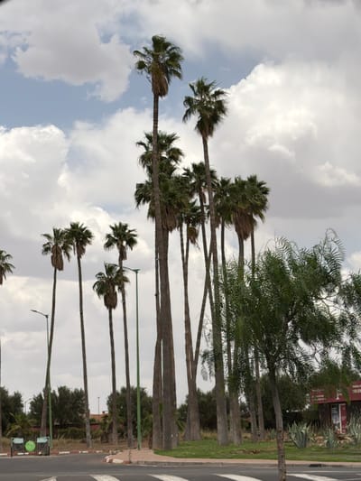The image depicts a street view in Ouahat Sidi Brahim, Morocco. The sky is filled with scattered clouds. Palm trees of varying heights line the road. Further down the road, deciduous trees are visible, along with a pedestrian crossing. There is no sign of people visible in the frame.
