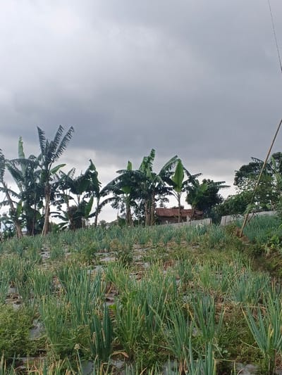 The scene is an agricultural landscape in the city of Ngọc Tụ, Vietnam, viewed under a uniformly overcast grey sky. The foreground comprises a cultivated field containing dense rows of green, upright plants, consistent with scallions or spring onions. The ground directly beneath these plants is partially covered with white plastic sheeting, serving as mulch, with some uncontrolled vegetation visible between rows. In the midground, several banana trees with large, green, sometimes tattered leaves are prominent. Further in the background, a small structure with a reddish-brown roof, possibly a residential dwelling or outbuilding, is partially visible among additional trees. A slender, light-colored pole, likely bamboo, extends vertically from the lower right quadrant of the image. No human subjects, animals, or observable actions are present.