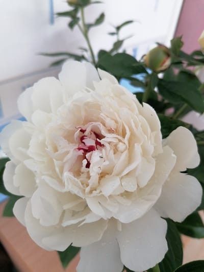 A close-up, eye-level, vertical shot captures a fully bloomed white peony flower with red accents in the center. The flower is the primary subject, its petals soft and layered, with a few water droplets visible. In the background, out of focus, are green leaves and a partially visible unopened bud of the same flower. A light-colored wall and a portion of a wooden surface are also visible in the blurred background, suggesting an indoor setting, possibly on a table. The lighting is soft and natural. The image does not contain any people or depict any specific location in Stropi, Latvia.