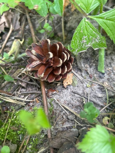 The image shows a close-up view of a pinecone lying on the ground in a forest or park area. The pinecone is brown and appears to be dry and open, with its scales spread apart. It is surrounded by fallen leaves, twigs, and some green foliage, including moss and small plants. The ground appears to be a mix of soil and sand. There are no people or animals visible in the image. The lighting suggests it is daytime, possibly overcast. The location is specified as Grodno Region, Belarus.