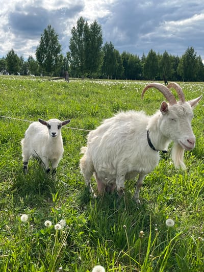 Two goats are in a grassy field in Ludorvay, Russia. The larger goat is white with large, curved horns and a black collar. It is sitting in the grass with its eyes closed. A smaller, white goat with black markings is seated nearby. The field contains tall grass and dandelions. Behind the field is a line of trees, and the sky is cloudy.