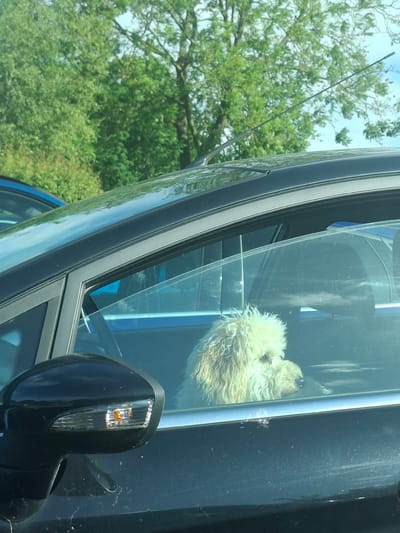 The image displays a fluffy, light-colored dog looking out from the front passenger window of a dark-colored vehicle on a bright, sunny day. The dog, which appears to be a small breed with curly, cream-colored fur, has its head turned towards the outside, seemingly observing its surroundings. The vehicle's window shows strong reflections of the clear blue sky and abundant green trees, which dominate the background.
Visible parts of the vehicle include a dark window frame, a side mirror with an illuminated amber indicator light, and a thin, tall antenna extending upwards from the side. The exterior environment is characterized by lush green foliage and mature trees, suggesting a natural or park-like setting. The bright illumination indicates it is daytime, likely morning or afternoon, with clear weather conditions. While no specific landmarks are present in the frame, the verdant landscape aligns with the provided context of Richmond, United Kingdom. There is no visible text in the image.
