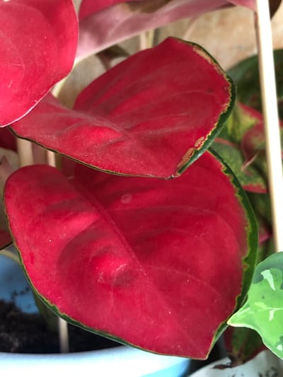 This is a close-up, eye-level, indoor photograph of a houseplant. The focus is on two large, heart-shaped leaves that are predominantly bright red. Both leaves have a thin, dark green margin, and the edges of the upper leaf show some browning and slight damage. The texture of the leaves appears slightly fuzzy. In the background, other parts of the plant are visible, including some green and red variegated leaves, and a light-colored support stake. A blue pot and dark soil are visible at the bottom left of the frame. The lighting suggests an indoor setting. The image provides no information about the location of Пионерский, Russia, nor does it contain any people or discernible actions.