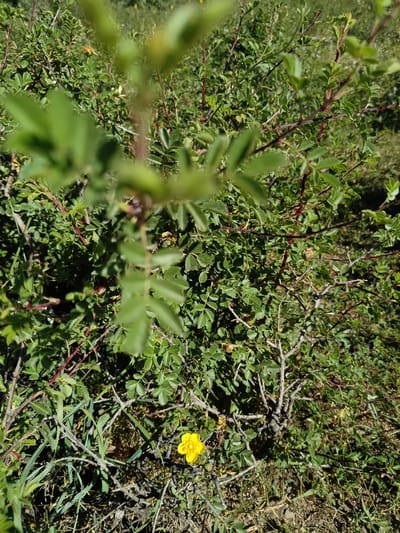 The image shows a close-up view of a dense green shrub with red stems and small, serrated leaves. A single, bright yellow flower with five petals is visible near the bottom right of the frame, nestled amongst the foliage and dry grasses. The background consists of more greenery and some out-of-focus areas suggesting a natural, possibly wild, environment. The scene appears to be outdoors during daylight, with clear shadows indicating bright sunlight. The specific location within Kalaynay, Tajikistan is not determinable from the visual information provided.