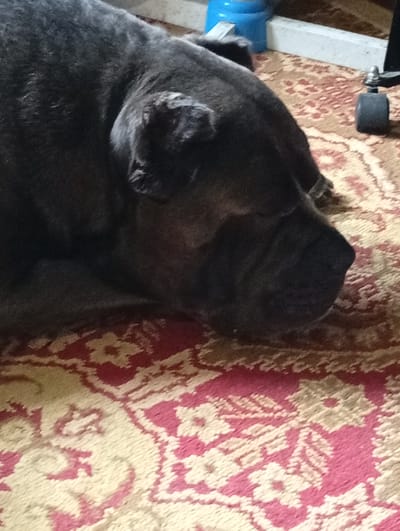 The image shows a close-up view of a dark gray dog, likely a Cane Corso breed, sleeping on a patterned carpet. The dog's head is turned to the right, with its eyes closed and its muzzle resting on the carpet. The dog has a wrinkled face and large ears. The carpet has a traditional Russian folk art pattern, featuring red and cream floral motifs, reminiscent of Pavlovsky Posad shawls. In the background, a blue object, possibly a bucket or container, and a portion of a white baseboard are visible. A black office chair wheel is also present in the upper right corner of the frame. The lighting suggests it is daytime, and the setting appears to be indoors, likely a home environment. There are no people or visible text in the image. The dog's relaxed posture and closed eyes indicate it is sleeping peacefully.