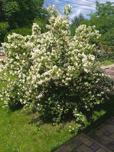 A large, lush bush with numerous white flowers is in full bloom. The bush is situated on a grassy area next to a paved walkway made of tan and reddish-brown bricks. Behind the bush, there are mature trees with dense green foliage. In the background, a brick wall and overhead power lines are visible against a blue sky with scattered clouds. The scene appears to be a sunny day in a residential or park-like setting. The location is in the city of Vyshhorod, Ukraine.