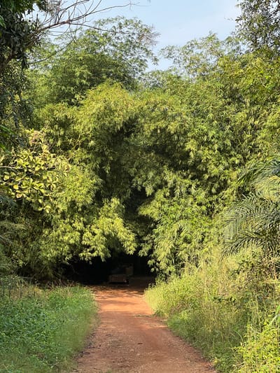 The image displays a narrow, reddish-brown dirt path leading into a dense, verdant grove dominated by bamboo and other tropical foliage in Logba Adzakoe, Ghana. The path, approximately 1.5 meters wide at the foreground, narrows considerably as it extends into a deeply shaded area beneath the thick canopy. Lush green grasses and various leafy plants line both edges of the path. Within the heavy shadow at the path's end, a dark, two-wheeled utility cart or trailer is partially visible. The upper portion of the frame shows a clear, light blue sky above the dense vegetation, indicating daylight conditions. No individuals are present.