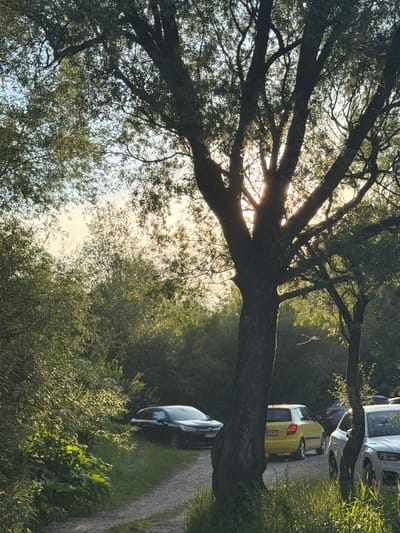 This media file shows a scenic view of a tree-lined road with parked cars. The image is taken from the perspective of looking up through the branches of a large, mature tree, with the sunlight filtering through its leaves. The scene appears to be outdoors, likely in a rural or semi-rural area, given the presence of dense foliage and a dirt or gravel road. Several cars are parked along the side of the road, including a yellow car with a license plate that appears to read "R031PX". A dark-colored car is also visible further down the road. The lighting suggests it is either early morning or late afternoon, with the sun casting long shadows and highlighting the greenery. The overall atmosphere is peaceful and natural. The location context provided is Bratkivtsi, Ukraine.