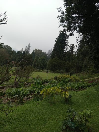 Lush green landscape with varied vegetation. A terraced garden area in the foreground leads to a grassy expanse dotted with trees and shrubs. Fog or mist hangs in the air, partially obscuring the distant trees and sky. The scene evokes a tranquil, natural setting.
