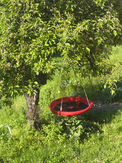 The image shows an outdoor scene with a red saucer swing suspended from a tree. The tree, positioned in the center, has a protective metal cage around its base. Lush green grass surrounds the tree, interspersed with weeds and wildflowers. The tree branches extend to the left, densely covered with green leaves. The scene appears to be in a yard or garden, likely in a rural or suburban area, but there are no specific details indicating it is located in Novogortsi, Bulgaria. No people are visible in the image.