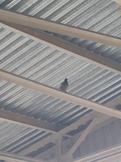 An under view of a corrugated metal roof structure with two wooden beams supporting it. A single gray pigeon is perched on the lower wooden beam. The scene is shot from below, looking upwards. The lighting is overcast and diffused. The overall impression is one of an urban, utilitarian environment. The specific location in Unknown, Kazakhstan cannot be determined from the image.
