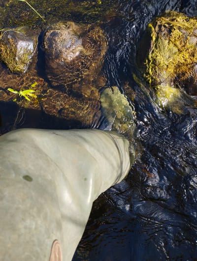 This media file shows a close-up, high-angle view of a person's light-colored rubber boot entering a shallow, rocky stream. The boot is the dominant object in the foreground, taking up the lower left portion of the frame. The water is clear, allowing the submerged rocks and aquatic plants to be visible. The rocks are varied in color and texture, some appearing dark and smooth, while others are covered in green and yellow algae. The water itself is in motion, with ripples and reflections indicating a gentle current.
The scene appears to be outdoors, likely in a natural setting with a stream. The sunlight suggests it is daytime, and the clear water and reflections imply fair weather. The presence of aquatic vegetation and rocks in the stream points to a natural environment, possibly a riverbank or a shallow creek. The image captures a moment of wading through the water, with the boot partially submerged. There is no visible text in the media file. The context provided, Konstantinovo, Russia, suggests a rural or natural landscape, consistent with the visual cues in the image.