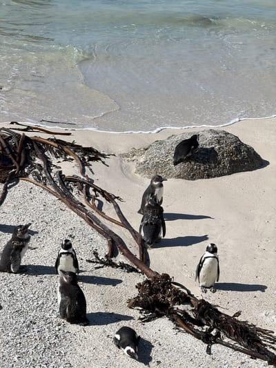 An aerial or high-angle shot captures a serene beach scene featuring several African Penguins on a sandy shore. The clear, light blue-green ocean meets the light-colored sand, with gentle waves creating white foam along the waterline. Scattered across the beach are large, dark brown pieces of kelp, along with some light-colored rocks.

Approximately six penguins are visible. Three are adult African Penguins, characterized by their distinct black and white plumage. Two adults are seen lying on their bellies on the sand, while one stands upright near a large cluster of kelp. The remaining three penguins appear to be juveniles, distinguished by their darker, uniformly gray or brown plumage. One juvenile rests on a rock partially submerged by the incoming tide, and two others are lying on their bellies on the sand further inland.

The scene is brightly lit by strong sunlight, casting long, sharp shadows of the penguins and kelp onto the sand, suggesting a clear day in the mid-morning or late afternoon. No text is visible in the image.
