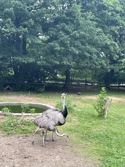 The image shows two large, grey birds with long necks and legs, resembling ostriches or emus, standing in a grassy enclosure. One bird in the foreground is looking directly at the camera with its head held high. Behind them, there is a murky green pond or water feature, a wooden fence, and lush green trees. In the background, a dark bucket is visible near the fence. The scene appears to be an outdoor aviary or zoo enclosure. Based on the context provided by a separate piece of information (not present in the image itself but assumed to be linked), this scene is located at the Wildpark Schwarze Berge in Bassum, Germany.
