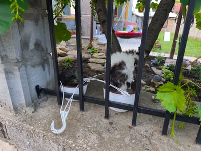 In the city of Devnya, Bulgaria, a close-up shot captures a section of a yard with a black metal fence. Through the fence, two potted plants are visible. The plant on the left contains a dark-colored cat curled up asleep. The plant on the right contains a fluffy white and brown puppy that is facing away from the camera, eating from its pot. In the foreground, a white plastic object, possibly a broken hanger, lies on the concrete ground. The background shows a garden with a tree, plants, and a red swing set.