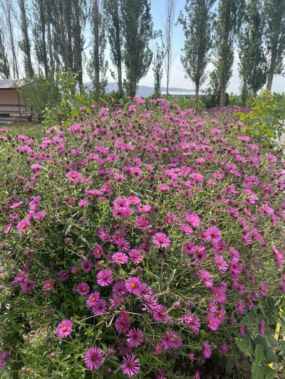 The image depicts a dense patch of blooming purple asters in the foreground, filling most of the frame. Behind the flowers, a line of tall, slender trees with sparse green foliage stretches across the middle ground. The trees are set against a backdrop of a hazy blue sky with some distant hills or mountains visible on the horizon. To the left, a small, light-colored building with a corrugated metal roof and wooden siding is partially obscured by the trees and foliage. The overall scene suggests an outdoor setting, possibly a garden or park area in a rural or semi-rural location within or near the city of Kyzyl-Kыргызstan, Kyrgyzstan. There are no people or animals visible in the image.