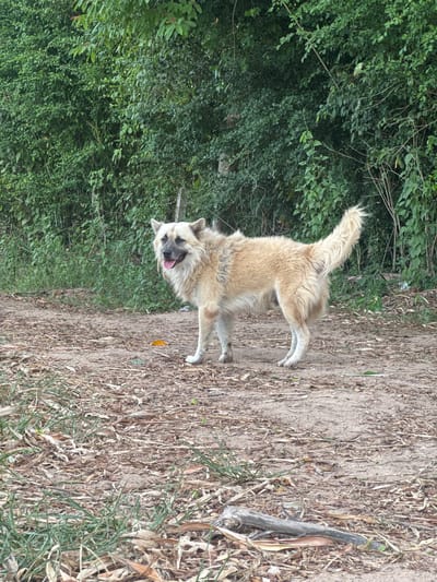 A light brown and white long-haired dog stands on a dirt path in Baan Nok Sai, Thailand. The dog is facing towards the left of the frame with its tongue hanging out and its mouth open. Its tail is held high and is fluffy. The path is covered with dry leaves and twigs, with some patches of green grass. In the background, a dense wall of green foliage stretches across the width of the image. The sky is not visible.