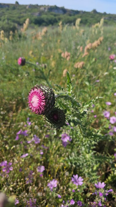 The image shows a close-up of a purple thistle flower in a field of smaller purple wildflowers. The thistle has sharp, spiny leaves and a fuzzy, pinkish-purple flower head. The background is a blur of green grass and other vegetation, with a glimpse of a blue sky in the upper left corner. The location appears to be in a natural setting, possibly a meadow or field in the city of Sveti Nikola, Bulgaria. There are no people visible in the image.