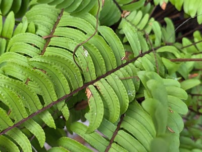 A close-up, overhead view of lush, green fern fronds with visible dark brown stems. The fern leaves are elongated and segmented, with small, raised white dots along the edges. Some fronds show signs of browning and dryness at the tips. A thin, brown vine is seen weaving through the fronds. The background is blurred and dark, suggesting a shaded environment. This image was captured in Bireuenmeunasahblang, Indonesia.