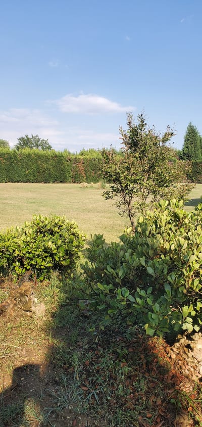 The image depicts a natural outdoor scene with lush greenery under a clear blue sky. The orientation of the image is vertical. On the left side, a bright blue sky with a few wispy clouds dominates the upper portion. A line of dense green trees or bushes forms a distinct boundary, separating the sky from a grassy field.

In the foreground and middle ground, various types of vegetation are visible. There's a medium-sized tree with a sparse canopy of green leaves, and to its right, a bush with abundant, dark green, ovate leaves. The ground is covered with a mix of grass, small plants, and fallen brown leaves, with some patches of exposed soil and rough, rocky terrain in the bottom right. The sunlight suggests it is daytime, likely morning or afternoon, casting shadows on the ground and highlighting the textures of the plants and soil.

The scene appears to be a garden, park, or rural landscape. The presence of neatly trimmed hedges suggests manicured landscaping. The overall impression is one of tranquility and natural beauty. There is no visible text in the image. The location context provided is Νέα Σάντα, Greece, which suggests this might be a view from a property or public space in that area.