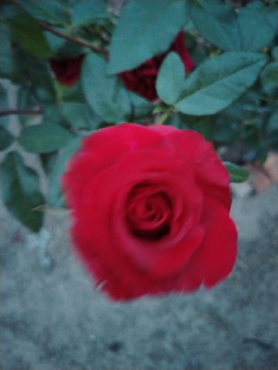 The image depicts a close-up, slightly out-of-focus view of a vibrant red rose in bloom. The rose is the central subject, with its deep red petals unfurling. Behind the rose, the dark green leaves of a rose bush are visible, along with hints of darker red buds or other roses. The background is a soft blur of the ground, appearing to be a pale, textured surface, possibly dirt or gravel.
The lighting suggests it might be daytime, but the overall atmosphere is somewhat subdued, possibly due to overcast weather or the time of day being early morning or late afternoon. There are no people or animals present. The scene is natural and appears to be outdoors, likely in a garden or park setting, consistent with the location context of Аснежыцкі сельскі Савет, Belarus. The image evokes a sense of natural beauty and the simple elegance of a blooming rose. No text is visible in the image.