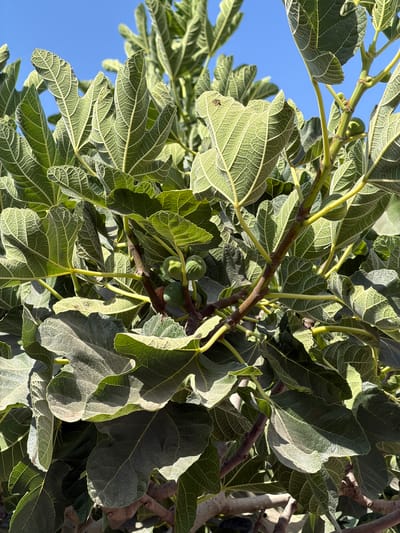 A close-up, low-angle shot shows the branches and large, lobed leaves of a fig tree against a clear blue sky. Several small, green figs are visible on a branch in the center of the frame. The leaves are a vibrant green with prominent light-colored veins. The scene is set outdoors in the city of Beer Tuvia Regional Council, Israel.