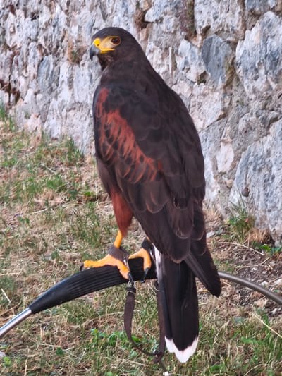 A HARRIS'S HAWK, identified by its dark brown plumage, rufous wing linings, and white-tipped tail, is perched on a falconer's glove or perch. The bird is facing to the left, with its head turned slightly towards the viewer, revealing a sharp, hooked beak and keen yellow eyes. It is attached to the perch by a leather jesses and a metal ring, common for trained birds of prey.
The background consists of a rough, grey stone wall, likely part of an ancient structure, with patches of green grass and dry vegetation in the foreground. The lighting suggests it is daytime, with shadows indicating the sun's position. The image's composition and the hawk's calm demeanor suggest it may be part of a falconry demonstration or a display at a historical site. The specific location in Bojano, Italy, is not visually discernible from the image itself, but the stone wall and natural elements are consistent with the rural or historical settings found in the region.