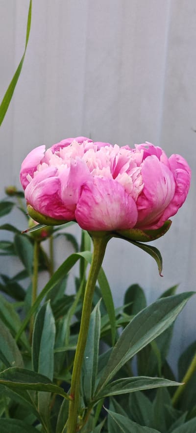 A close-up, eye-level shot features a partially bloomed pink peony flower. The flower, with its layered petals transitioning from a deeper pink at the edges to a lighter pink and white at the center, is the primary subject. Its stem is green and sturdy, with a few delicate leaves visible below. In the background, a pale gray, textured surface, likely a wall or fence, is out of focus. To the left, a slender green leaf from another plant arches into the frame. The lighting is soft and diffused, suggesting it was taken outdoors on an overcast day or in shade. The scene is set in a garden or natural outdoor environment, with the background suggesting a suburban or rural setting. There are no people or animals visible in the image. The image is a photograph taken with a mobile device, exhibiting natural light and color saturation. The specific location of Altayskoye, Russia cannot be determined from the visual information alone.