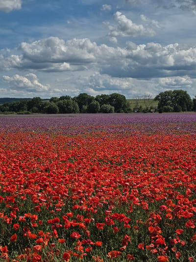 A landscape photograph captures an expansive view of vibrant flower fields in Prietržka, Slovakia, under a partly cloudy sky. The foreground is dominated by a dense, horizontal mass of red poppies, showcasing their numerous bright crimson petals and green stems. Immediately behind the poppies, a second field stretches across the midground, filled with flowers displaying hues of purple and violet, with some visible intermingling of red and purple blooms along the transition line. A dark green treeline forms a horizontal band in the background, separating the flower fields from distant, undulating green hills under the horizon. The upper half of the image features a sky with patches of bright blue, punctuated by large, fluffy cumulus clouds ranging from white to light grey, with darker grey formations suggesting depth. No human subjects, animals, or explicit actions are present.
