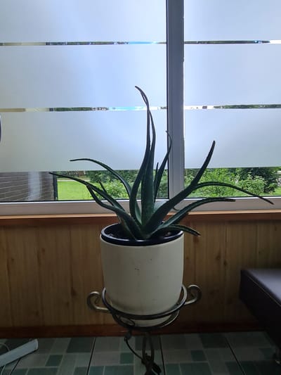 An indoor aloe vera plant in a white pot sits on a decorative metal stand. The pot is positioned on a wooden windowsill, with a frosted glass window behind it. Outside the window, a blurred view of greenery and trees is visible. The room has wood-paneled walls and a tiled floor. A dark brown upholstered object is partially visible to the right of the frame. The overall lighting suggests an overcast day. The location is Molėtai, Lithuania.