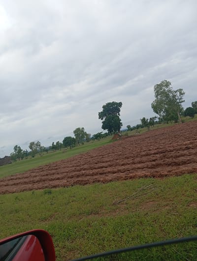The image depicts a rural landscape in Garin Mallum, Nigeria, under a cloudy sky. The foreground is dominated by a recently plowed field, showing rich brown soil tilled into neat rows, suggesting agricultural activity. To the left of the tilled field, a patch of vibrant green grass is visible, with some dry twigs scattered on it. In the middle ground, more fields of green grass stretch towards a line of trees. Several trees of varying sizes are scattered across the landscape, with one particularly large, old tree standing prominently on the left side of the middle ground, its branches reaching outwards. In the background, the horizon is dotted with more trees and distant hills, partially obscured by the overcast sky. On the far left of the image, part of a red car's side mirror is visible, indicating that the photo was taken from a vehicle. The overall impression is one of a quiet, agricultural setting in the Nigerian countryside, likely during the daytime given the ambient light. There is no visible text in the image.