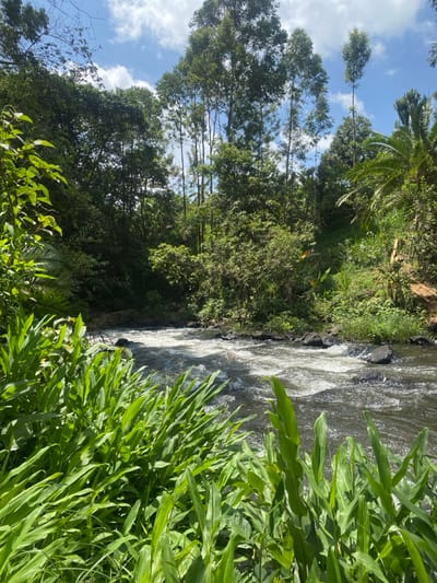 This image displays a natural outdoor scene in Kianyaga, Kenya, depicting a swiftly flowing river bordered by dense vegetation under a partly cloudy sky. In the foreground, vibrant green broad-leafed plants occupy the lower portion of the frame, obscuring the immediate riverbank. The river, characterized by dark water and white rapids, traverses the midground, with dark rocks visible within its flow and along its edges. The background and riverbanks are heavily forested, featuring a mix of tall, slender trees, a dense canopy of varied green foliage, and distinct palm-like fronds on the right side. The sky above is blue with scattered white cumulus clouds. No individuals or signs of human activity are present.