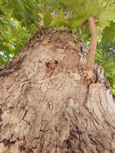 This media file is a close-up, low-angle shot looking up at the textured bark of a large tree. The bark is a light brown color with deep cracks and a rough, peeling texture. There are lighter patches on the bark, suggesting areas where the outer layer has sloughed off. A smaller branch, smooth and a lighter shade of brown, juts out from the main trunk on the right side. Above the trunk, lush green leaves are visible, indicating the tree is alive and in foliage. The leaves are large and have a lobed shape, characteristic of a sycamore or plane tree. Sunlight filters through the leaves, creating dappled light and shadows on the bark. The perspective suggests the viewer is standing directly at the base of the tree, looking upwards towards the canopy. The setting appears to be outdoors, likely in a natural or park-like environment, given the presence of the tree and its foliage. No people, specific objects, or text are visible in the frame. The image captures the intricate details and ruggedness of tree bark. The lighting and the upward perspective give a sense of scale and grandeur to the tree. The overall impression is one of nature's raw texture and the vitality of a mature tree. The context provided places this scene in Mehnatabad, Uzbekistan.
