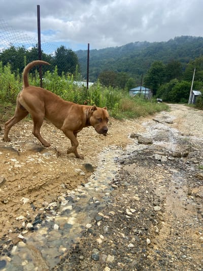 A brown pit bull terrier walks on a muddy, rocky dirt road. A small stream of water runs down the road. In the background, there are trees, a fence, and a few small buildings. The sky is cloudy. The location is the city of Lipniki, Russia.