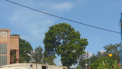 This image depicts an exterior scene in Longuo 'A', Tanzania, under a clear blue sky with minimal cloud cover. A dark, thin electrical wire diagonally traverses the upper portion of the frame from left to right. On the left, a light-tan multi-story building features a white balustrade balcony or rooftop railing, large windows with white grids, and decorative reddish-brown columns. A prominent, large green tree with dense foliage occupies the center-left, with other trees visible behind it and extending towards the right. In the lower foreground, parts of a light-colored vehicle (possibly a truck) are visible on the left, alongside a white rectangular container-like structure. On the far right, a tall, vertical blue metallic structure, potentially a utility pole or equipment, is partially visible, extending out of frame upwards and displaying white text. Several dark utility poles are interspersed among the trees, one of which has a small, rectangular yellow sign affixed. No individuals, specific actions, or interactions are discernible.
