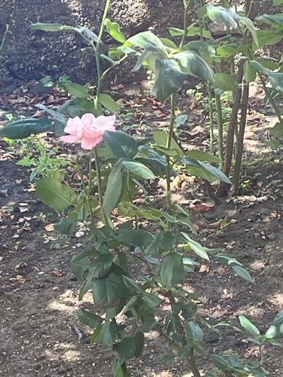 A single, pale pink rose blooms on a bush in a garden. The rose is in focus, with its delicate petals unfurling. The rest of the bush is a blur of green leaves and stems. The ground around the bush is covered in dark soil and scattered fallen leaves. In the background, out-of-focus trees and foliage suggest a natural setting. The image is a close-up shot, capturing the beauty of the rose. The location in Branipole, Bulgaria is not discernible from the image.