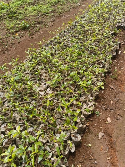 The image displays numerous young plants, each housed in a small, gray plastic bag, densely arranged on reddish-brown soil. The plants feature small, green leaves and delicate stems. A strip of barren soil separates the potted plants from a patch of grass and other greenery in the background. The overall scene appears to be a plant nursery or a cultivated area for young seedlings.