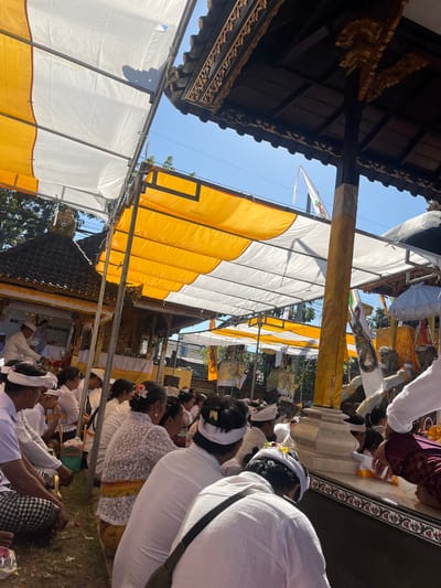 In the city of Mendoyo, Indonesia, on a sunny day, a group of people are gathered outdoors for a ceremony or religious event. They are seated on the ground, beneath a large canopy made of yellow and white fabric stretched over a metal frame. The canopy provides shade from the sun. In the background, a traditional Balinese structure with dark wood and ornate carvings is visible. Several white flags with colorful designs, including one with a dragon motif, are planted in the area. People are dressed in white clothing, with some wearing head coverings or flowers in their hair. Some individuals are in the process of prayer or meditation. The ground is covered with grass and some fallen flower petals.