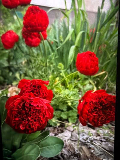 The image displays a close-up view of several red ranunculus flowers in varying stages of bloom. The flowers are surrounded by green foliage, with some leaves appearing smoother and rounder while others are thin and grass-like. The background includes patches of what appears to be mulch or dried leaves. There are no people visible. The specific location of Reigate and Banstead in the United Kingdom cannot be determined from the image alone. The primary subjects are the red ranunculus flowers and surrounding vegetation. There are no obvious actions or interactions occurring.