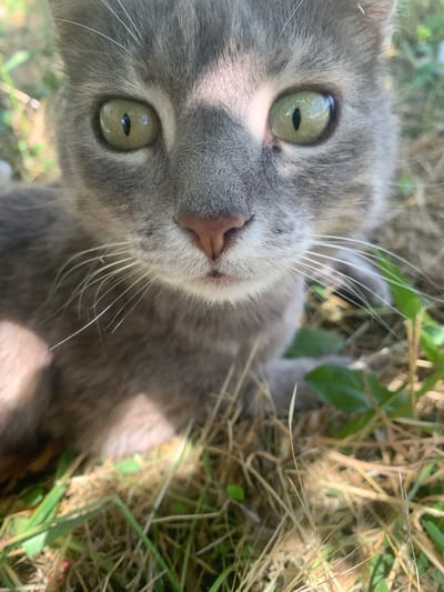 The image is a close-up, head-on shot of a grey tabby cat's face. The cat is outdoors, with dry grass and green foliage visible in the background, suggesting a natural or semi-natural environment. The cat's eyes are a prominent green, with vertical pupils, and appear to be looking directly at the camera. The lighting creates a shadow across the top of the cat's head and right eye. The cat's nose is a light pinkish-brown. Long white whiskers extend from its muzzle. The overall impression is one of a curious and alert animal in its natural habitat. There is no information in the image to indicate the location within the city of Верхореченское сельское поселение, Ukraine.