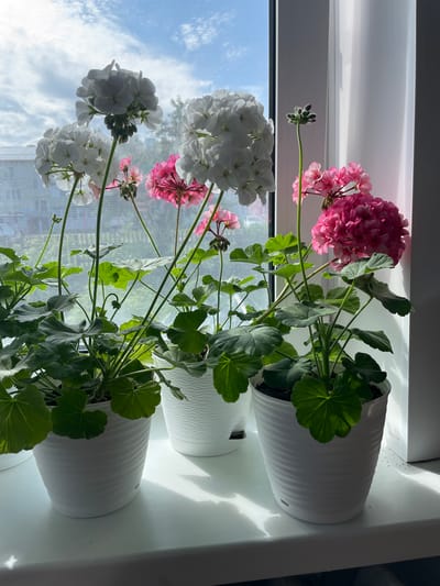 A close-up shot shows several potted geraniums on a windowsill. The plants have large, vibrant green leaves and clusters of flowers in white and pink. The pots are white with a textured ribbed design. Behind the plants, a window reveals a hazy outdoor scene with trees and a cloudy blue sky. Sunlight streams in, casting shadows and highlighting the delicate petals and leaves. The setting appears to be a domestic interior, potentially in Kumyony, Russia, given the context of the prompt.