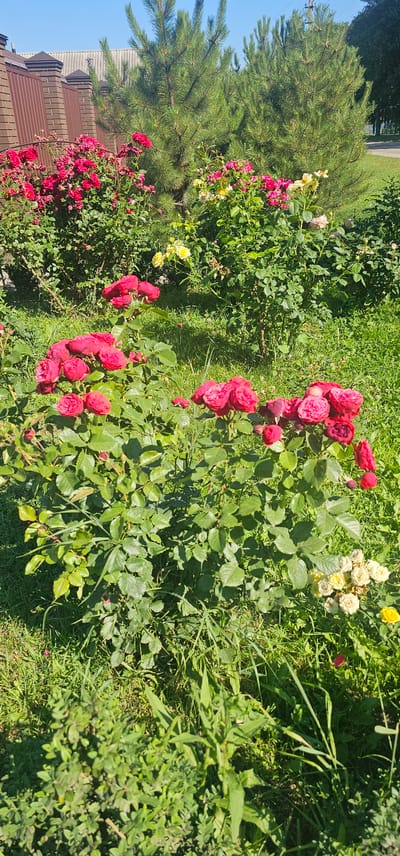 A sunny, outdoor scene displays a cluster of blooming rose bushes in various shades of red and yellow. The roses are the primary focus, with abundant green foliage. In the background, two evergreen trees stand tall, and a brown fence with a grey roofline is visible. The ground is covered in lush green grass, with some fallen petals scattered about. The overall impression is that of a well-maintained garden or park. The image does not contain any people. The location is identified as Berestyn, Ukraine.