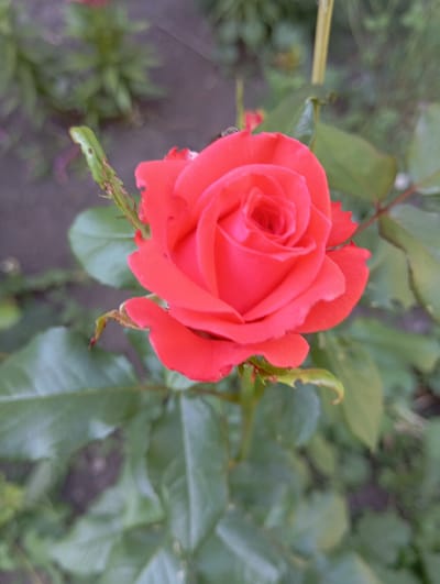 A vibrant coral pink rose is in full bloom, its petals unfurling to reveal a tightly coiled center. The rose is positioned slightly to the right of the frame, with its stem and leaves extending downwards. Some of the leaves appear to have small holes or damage, suggesting they may have been nibbled by insects. The background is a soft blur of green foliage and earthy tones, creating a shallow depth of field that focuses attention on the rose. The overall impression is one of natural beauty and delicate detail. The image was taken in Keleberdivka, Ukraine.