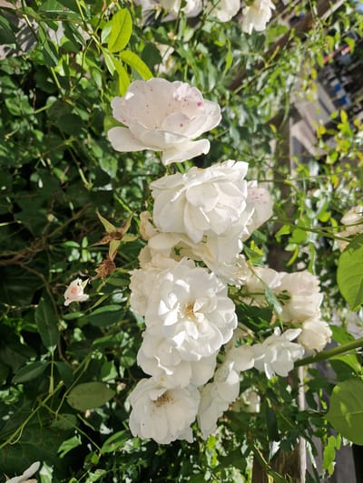 The image shows a cluster of white roses with some pink speckles on their petals, growing on a rose bush. The rose bush has green leaves and thorny stems. The flowers are in various stages of bloom, with some fully open and others still buds. The background is blurred and shows hints of greenery and a wooden structure, possibly a fence or trellis. There is no indication of people, actions, or interactions in the image. The location in the city of Antony, France, is not visually represented in the image.