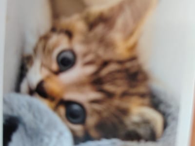 The image is a close-up of a tabby kitten, possibly lying on its back. The kitten has large, dark eyes that are in focus. The fur is a mix of brown, tan, and black stripes. The background is blurred, but appears to be a soft, gray material. The location in Byala Slatina, Bulgaria is not determinable from this image.