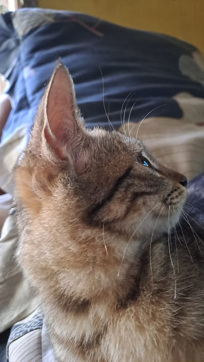 A close-up, side profile shot captures a tabby cat with blue eyes and prominent whiskers. The cat is resting on a patterned blanket, its fur a mix of brown, black, and tan. The background features a blurry, dark blue blanket with lighter blue and white patterns, and a yellow-toned wall. The image quality is slightly grainy, with a shallow depth of field that blurs the background and highlights the cat's face. No people are visible, and there are no identifiable landmarks of Lhokaweawe, Indonesia.