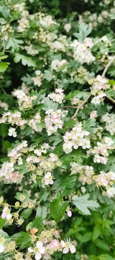 A close-up, vertical shot shows a cluster of small, white and pale pink flowers with light green, lobed leaves. The flowers are densely packed, with some appearing fully bloomed and others as buds. The petals are delicate, and many of the blooms feature prominent, light-colored stamens. The leaves are a vibrant green, with a slightly serrated edge and visible veins. Some of the flowers have begun to fade, showing hints of brown. The background is a blur of green foliage, suggesting a dense growth of plants. The lighting appears soft, indicating it could be overcast or that the image was taken in the shade. The overall impression is one of natural beauty and the freshness of spring or early summer. There is no text visible in the image. The location context provided is Primorye, Russia.